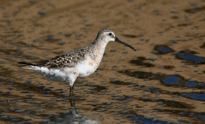 This bird was one of my summer friends in 2008. Its from Castro Marim - Algarve.