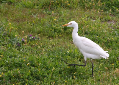 Tijdens de vakantie veel koereigers gezien. Deze zat behoorlijk dichtbij, zodat ik hem aardig goed kon fotograferen vanuit de auto.