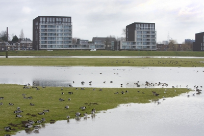 Zo, eindelijk weer 'es een foto uploaden. Beetje druk en slecht weer. Ik ben aan voorjaar toe. Maar vanmorgen was het eindelijk weer mooi en ben ik uit m'n hol gekropen... 

De IJssel staat heerlijk hoog! Het krioelt van de vogels. Een uiterwaardenweiland is plotseling een compleet ander biotoop geworden. Vanuit mijn huis: 100en grutto, tureluur, wulp, kemphaan, casarca, bonte strandloper, brand- kol - grauwe canadese gans, smient, pijlstaart, etc, etc. heerlijk gewoon!