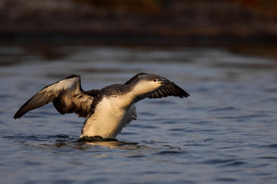 Vandaag is de tweede dag, dat er nog al een goed benaderbare Roodkeelduiker op het kanaal zit.
Wanneer je roerloos bleef liggen liet hij soms heel mooi bewonderen en...fotograferen hoop ik?