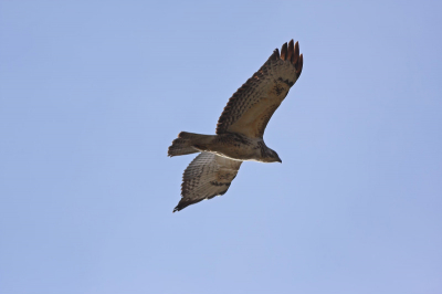 Deze roofvogel kwam dichtbij overvliegen, maar doordat ik alleen zijn lichte onderkant zie weet ik niet zeker of het een buizenrd is?
