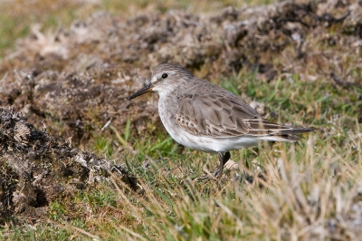 <i class='fa fa-user'></i> Jaap Vink | Bonapartes Strandloper  <i class='fa fa-eye'> 410</i>   <i class='fa fa-comment-o'> 1</i>