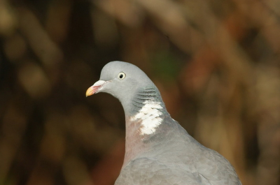 vond het een leuke waarneming opeens van dichtbij deze houtduif en hij was ook verrast dat ik er was.