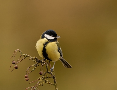 Bij gebrek aan nieuwe platen (nog weinig zomervogels hier) nog maar even weer de koolmees.