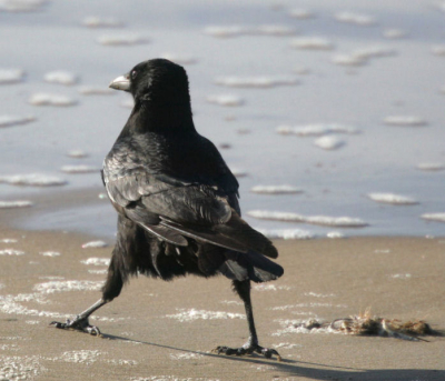 Waarom doet me deze aan een ME'er denken?
Genomen op het strand van Castricum Noord-Holland.