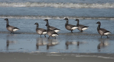 Deze Rotganzen bleven voor een korte stop op Rottumeroog. De prachtige donkere vogels leken zich prima te vermaken in de voorjaarszon.
