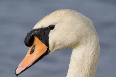 Een huilende zwaan.
Bij het natuurgebiedje bij poelgeest.
