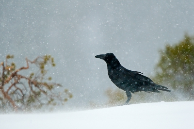 Tijdens het wachten op de arenden konden we ons goed vermaken met de aanwezige raven die er bijna de hele dag wel waren. Zelfs tijdens hevige sneeuwbuien deden ze net of er niks aan de hand was