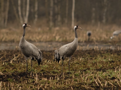 vanmorgen om 5.00 uur vertrokken , maar als je dan voor het eerst van je leven de kraanvogels in het wild mag aanschouwen , ben je het (te) vroege opstaan snel vergeten...