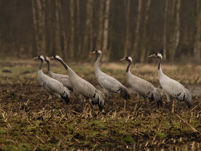 Vanmorgen om 5.00 uur vertrokken , maar als je dan voor het eerst van je leven de kraanvogels in het wild mag aanschouwen ben je het (te) vroege opstaan snel weer vergeten.