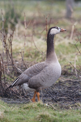 Is dit de   Grauwe x Canadese gans 
Hij stond bij een groepje Canadese ganzen...

Komen deze ganzen veel voor?