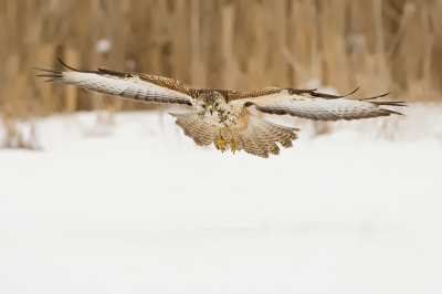 Nog een buizerd in vlucht tijdens onze laatste trip naar oost Duitsland van een paar weken geleden. Deze kwam fraai recht op ons af gevlogen.
