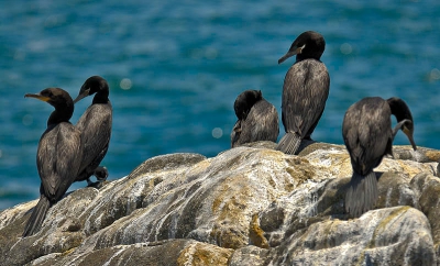 These very adaptable birds are popularly called "Pato yeco", and can be found all along the Chilean coast, from Arica (tropical - desert) in the north to Tierra del Fuego (sub antarctic) in the South. 
Habitat: both salt and sweet water, warm and cold, coastal areas, rivers, lakes and swamps.