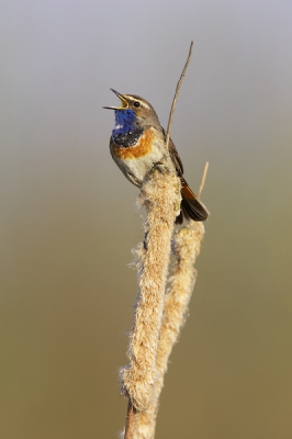 Omdat het blauwborstenweek is...

Prachtige zondagmorgen, perfect om met mijn nieuwe speelgoed eropuit te trekken. 1Dmk2, 1.4x, 500/4, statief, full frame