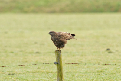 Is dit een bruine kiekendief of een buizerd? Het blijft voor mij lastig te onderscheiden, vooral als ze zitten. Ik weet, dat het in meer dan 90% van de gevallen gaat om een buizerd, als de vogel op een paaltje zit. Maar de buizerd heeft (volgens mij) een gevarieerder patroon, vlekkerigere borst en zo. Een bruine kiekendief zou eerder in een boom zitten, maar die zijn hier niet. Dus gok ik zelf hier op een vrouwtje bruine kiekendief, maar ik wissel mijn mening graag in voor een betere. Alvast bedankt voor reacties.