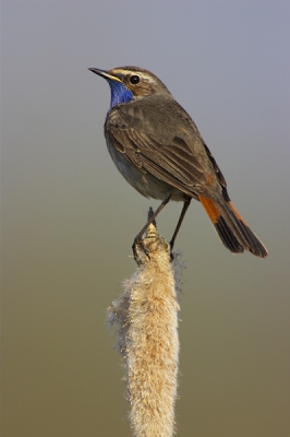 Omdat het blauwborstenweek is...

Prachtige zondagmorgen, perfect om met mijn nieuwe speelgoed eropuit te trekken. 1Dmk2, 2x, 500/4, statief, full frame