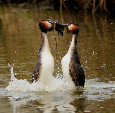 Ze waren al een tijdje aan het rommelen maar nog niet de echte balts, en in een keer doken ze allebij onder water en kwamen allebij boven met rotte bladeren in hun bek en toen begon het echte werk. echt genieten om hier naar te kijken.