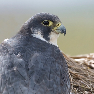 Foto van Jaap Vink
Hoi jaap,
Het is een mooie foto hoor van een heel fraaie Valk.
Wat de compositie betreft, bedoelde ik dat de vogel altijd uit het midden moet.
Dit maakt hem veel spannender om naar te kijken.
Ik heb de foto een beetje bewerkt om te laten zien wat ik bedoel.

Gr,
Peter Gr