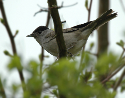 Foto's van zingende zangvogels zijn leuk. Maar heb zelf het idee dat een plaatje als deze de typische leefwijze van veel Sylvia's laat zien. Ineen gedoken, verscholen in een Meidoorn.

Nikon D70, 170-500mm, F6.3, 1/350, ISO 200, handheld