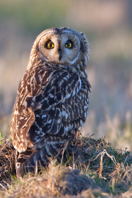 Nadat de uil urenlang op een paatje gezeten had vloog hij uiteindelijk weg om in het weiland te gaan zitten. 
Vanuit de auto kon ik nog net deze foto maken voordat het donker werd.
