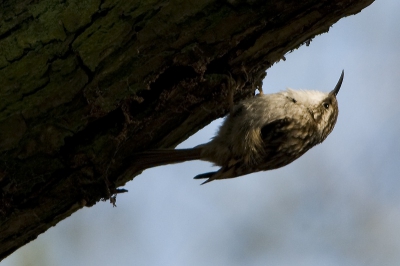 onze eerste boomkruiperm wat een fascinerend vogeltje, ik heb nog een stijve nek van het kijken..
en stond op de database pagina van Birdpix...trots dus.