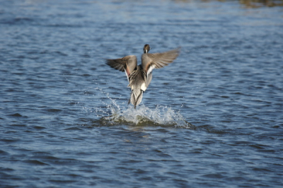 Opvliegende Pijlstaart dicht bij de vogelhut. Licht bewolkt met zon. Mooi gezicht hoe de Pijlstaart uit het water komt.