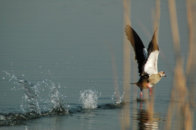 Foto genomen uit de losse hand. Ik zat alleen iets eerder bij het riet als ik verwacht had maar ik vind de foto ondanks dat de moeite waard om te plaatsen.
Ik vind dat opspattende water en de gand zelf er heel mooi opstaan.

Hier zijn de gegevens van de foto.

Orginele uitsnede.
Focuslengte                  300 mm
F-nummer                    F/6.3
Belichtingstijd               1/4000 sec.
Meetmodus                  centrum
Belichtingscompensatie 0-stap.

Foto is niet bewerkt.