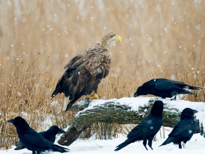 Nog een zeearend foto van de trip met Han Bouwmeester naar de zeearenden. Een mooie meevaller was dat het sneeuwde. Maakte het wel lastiger om scherp te stellen etc.
