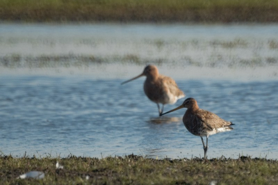 Er stonden veel Grutto's bij het plasje langs de landweg. Deze stonden mooi evenwijdig aan elkaar. Met de 500 mm vast op opgerolde deken vanuit de auto