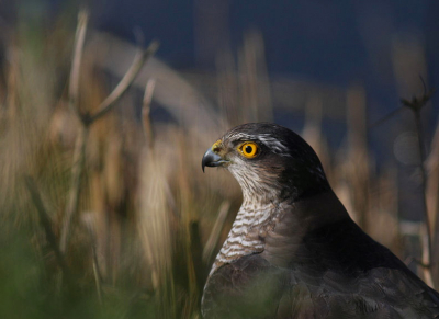 Zag hem in mn spiegel net naast de weg landen. terug gereden en hij liet zich van dichtbij in de berm fotograferen. Hij had een spreeuw te pakken. vloog later weg om zich, andere kant van het water, waar hij op een meter of 8 zich mooi liet fotograferen onder het oppeuzelen van de spreeuw