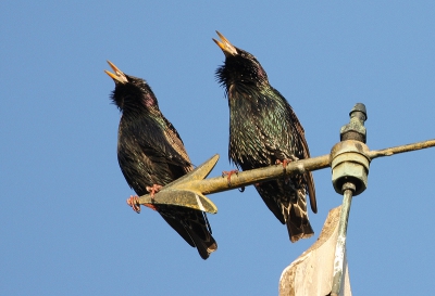 de hele dag zie je ze niet maar savonds zitten ze heerlijk te kwetteren op het ulebord en de windveer.