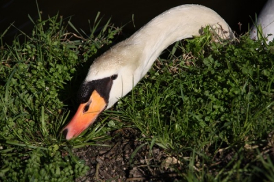 Deze knobbelzwaan at gras aan de singel in Spijkenisse.