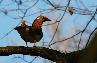 Op zoek naar spechten kwamen we deze mandarijneend tegen in een boom. Toch een vreemd gevoel bij: een eend in een boom...