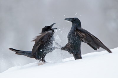 Nog eentje van de vechtende raven. Het gevecht duurt vaak maar een paar tellen.