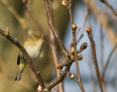 Het is weer lente! Deze tjiftjaf zat in een boom naast het dijkje waar ik op liep. Ik kon hem of haar tot een paar meter naderen.