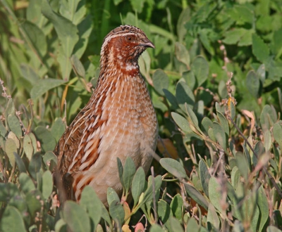 is a challenge photographing these small fast birds but they are really spectacular.