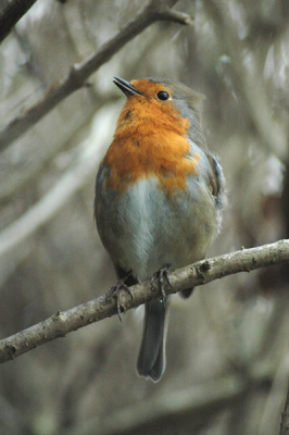 Dit is "mijn" roodborstje, trouwe aanwezige in de tuin en vraagt erom gefotografeerd te worden.
