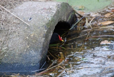 Eerste foto op BP.nl. Deze waterhoen verschool zich in de duiker. Detail; de foto is genomen van uit mijn lelijke eend.