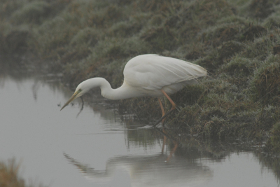 's Morgens voor m'n werk nog even de polder ingedoken. Het mistte helaas behoorlijk en had niet gedacht een foto te kunnen maken, totdat deze Grote Witte m'n pad kruiste. Helaas is het spiegelbeeld niet volledig, dat zou de foto wel mooier gemaakt hebben.