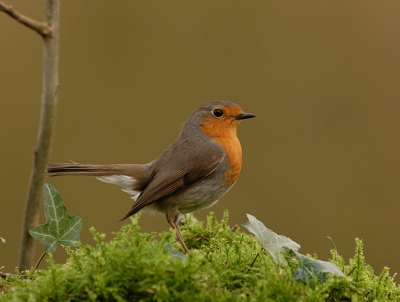 Zaterdag een nieuwe vogel(foto)drinkpoel gemaakt, en vanaf gisteren ook meelwormen gaan voeren. Nog nooit heb ik op 1 dag zoveel foto,s gemaakt van de roodborst als gisteren. dit is er een van.