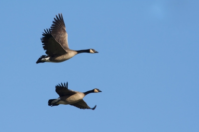 Twee vliegende Canadese Ganzen. 
Kleine Crop en een achterkant van een gans rechts weggehaald.