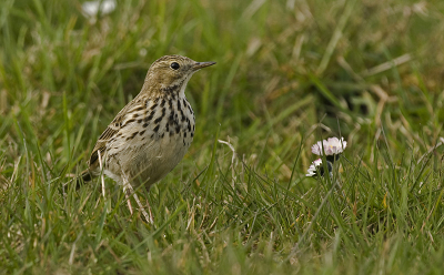 Dit is dezelfde graspieper, maar dan meer in het gras. Ik vond deze erg leuk, omdat hij bij de madeliefjes zit. Doet een beetje lente-achtig aan. Angelique
