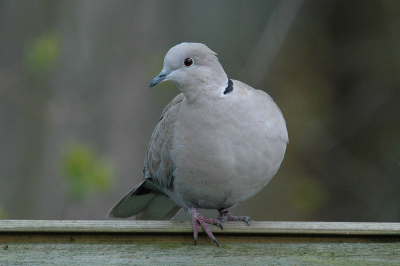 Dit is 1 van de 2 tortels die regelmatig te zien zijn in mijn tuin.