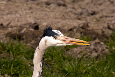 Deze reiger zag ik op de terugweg van een rondje Purmerbos. Stond heeeel geconcentreerd in de sloot te staren, gefixeerde blik in de ogen. vandaar alleen t koppie