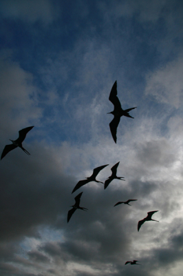 Vlak voor zonsondergang zwermden de Fregatvogels nog even vlak boven ons schip voordat ze naar hun kolonie vertrokken.