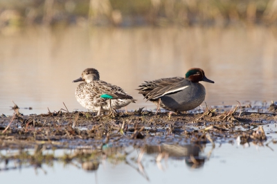 Vrouwtje en Mannetje Wintertaling genieten van het zonnetje...
Er zijn natuurlijk veel mooiere foto's van dit eendje, maar er zijn er niet veel waar ze samen op staan.