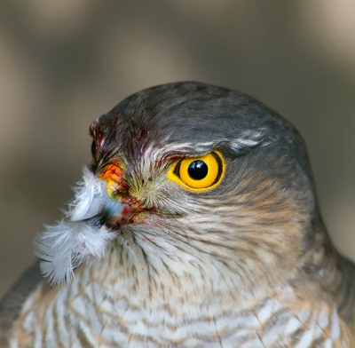 Getipt door mijn buurman dat er een sperwer in zijn tuin zat. Toestel gepakt en gaan kijken en ja hoor achter in de hoek van de tuin zat een sperwer aan een duif te plukken.. Was lastig focussen omdat hij achter verschillende planten zat.