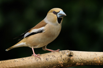 Hier mijn eerste bijdrage op birdpix, deze appelvink zat verleden week bij mij in de tuin.