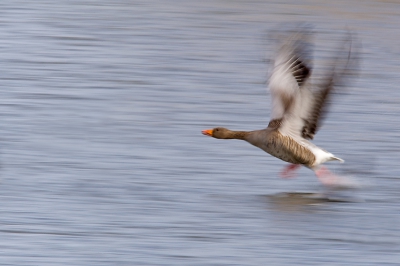 Na totaal onscherpe wilde eenden, meerkoeten en waterhoentjes was ik met het resultaat van deze gans het meest tevreden.