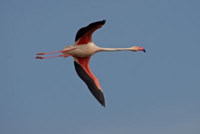 In de loop der jaren al heel wat keren gefotografeerd, maar Flamingo's blijven te fascinerend om te negeren. Zeker als ze vlak over je hoofd passeren.